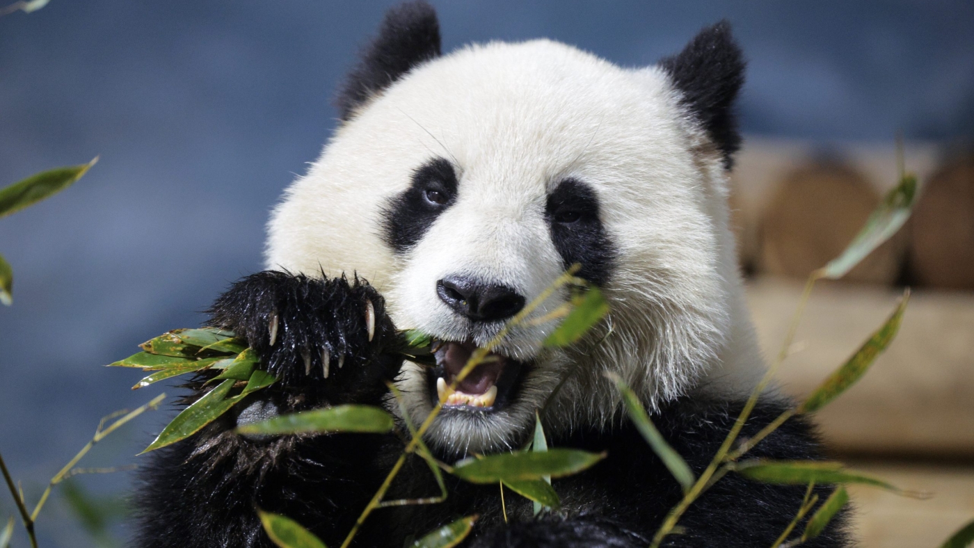 Visitors Flock To See New Pandas At National Zoo